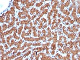 兔抗马多克隆抗体