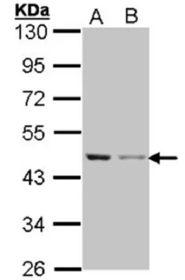 ANTI-BETA-ACTIN抗体