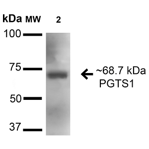 Anti-Cyclooxygenase 1抗体