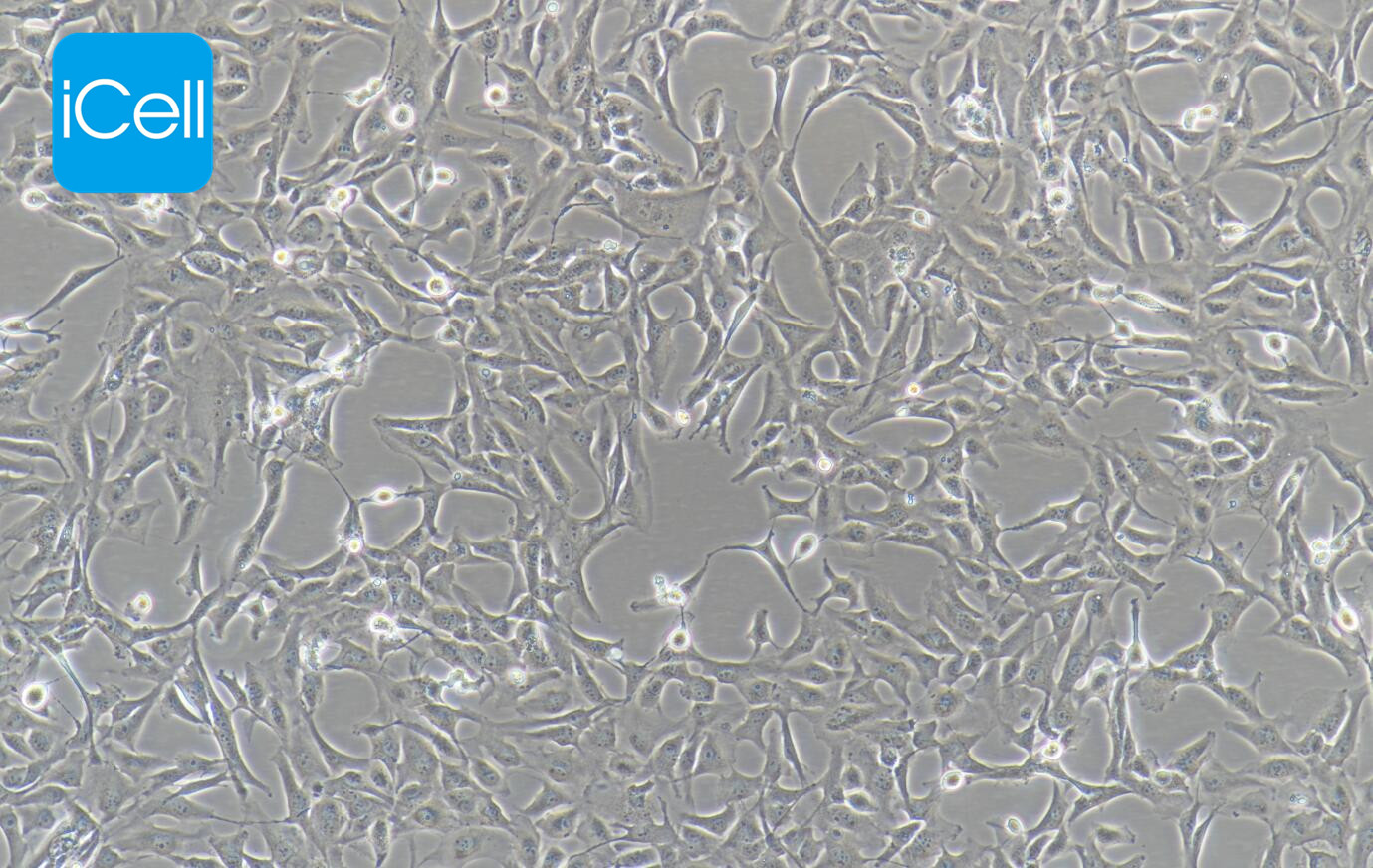 Calu-1 人肺癌细胞