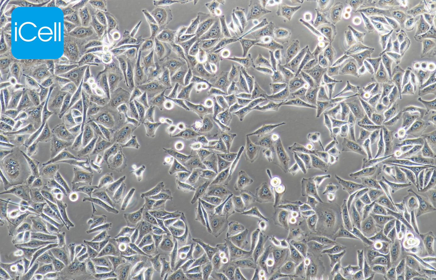 MGC-803 人胃癌细胞