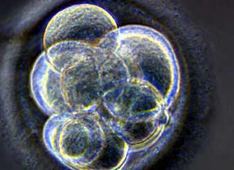 PeproGrow-hESC Embryonic Stem Cell Media