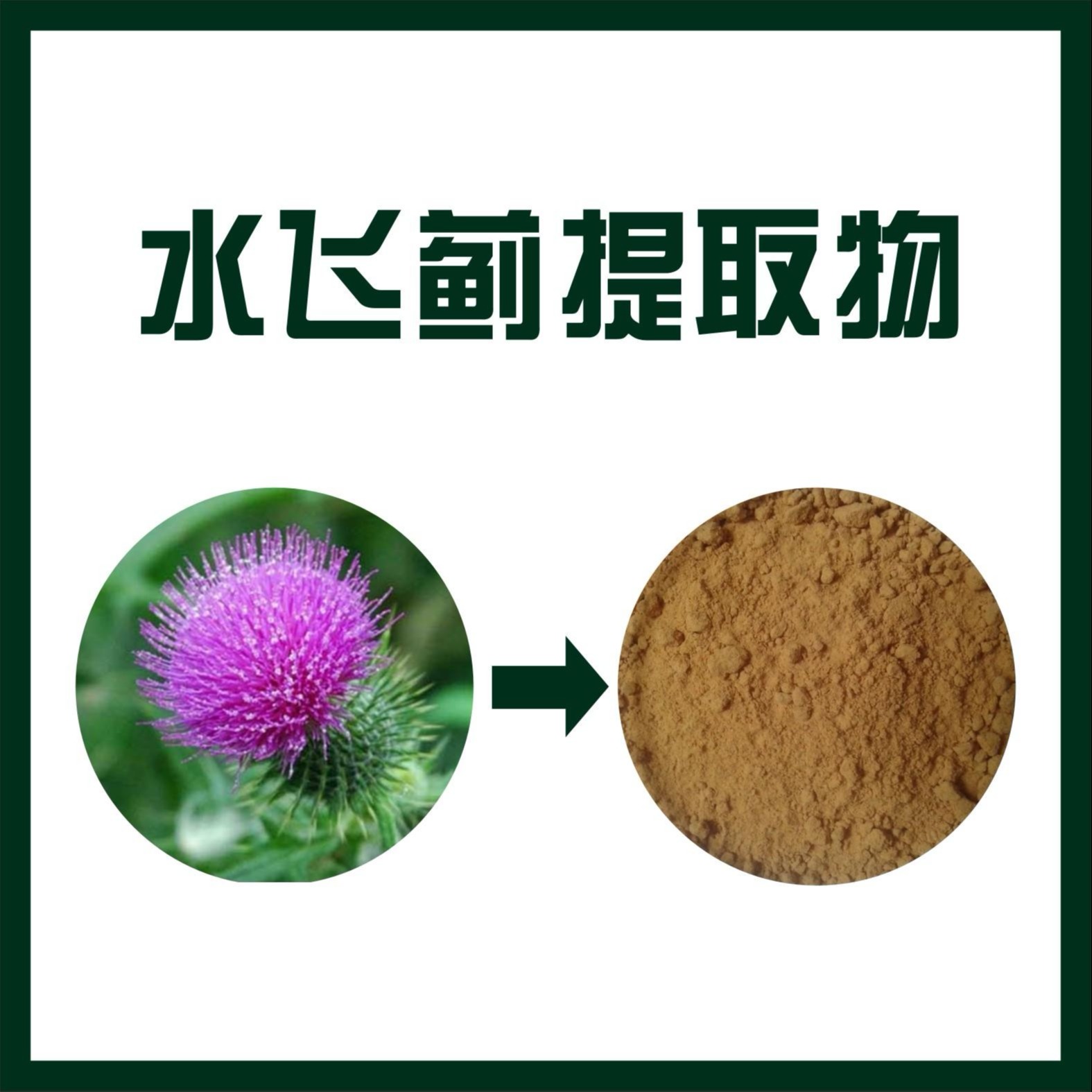 水飞蓟提取物 水飞蓟浸膏粉 厂家现货包邮
