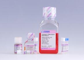 脐血间质干细胞成骨诱导分化培养基