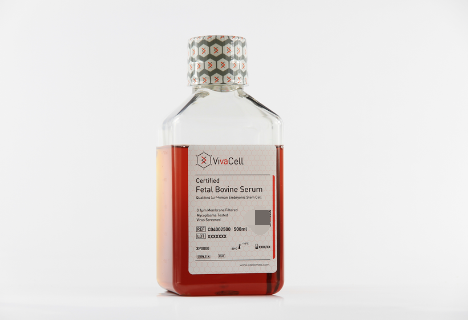 胚胎干细胞专用血清