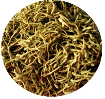 现货供应定制多规格金银花提取物金银花粉绿原酸