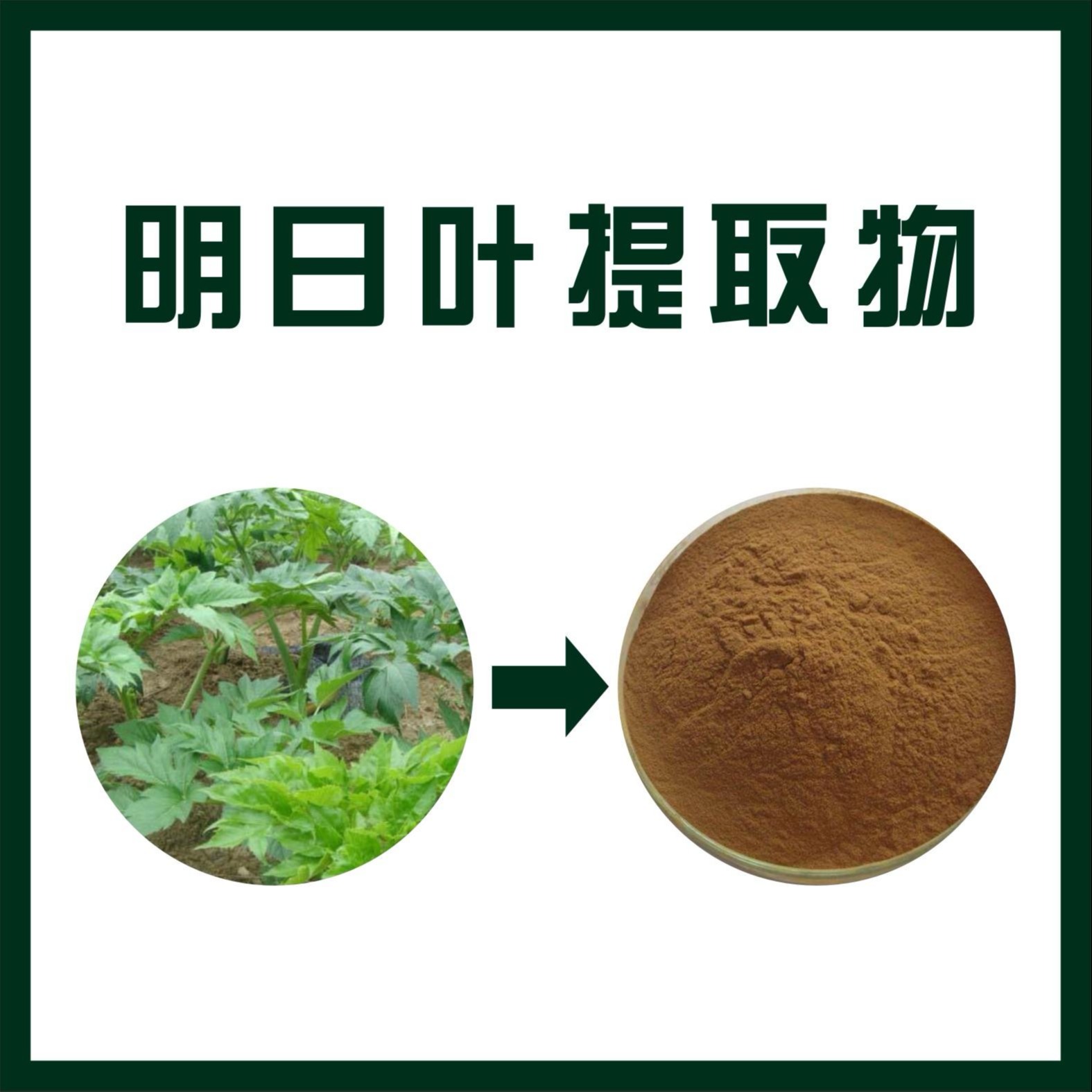明日叶提取物