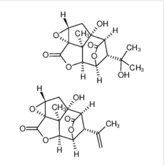 苦毒浆果[木防已属]