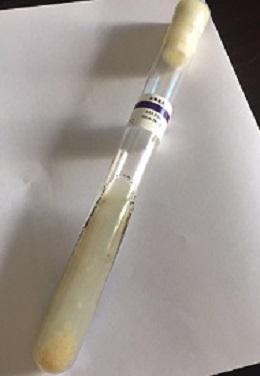 大肠艾希氏菌H7诊断血清