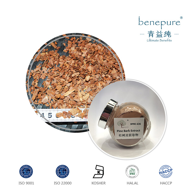 松树皮提取物