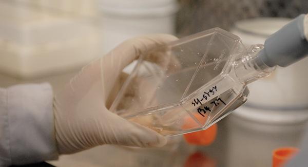 细胞 600-350.jpg 细胞 600-350.jpg