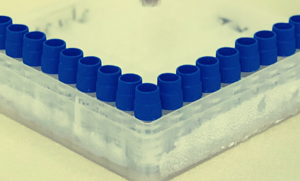 小鼠肝原代细胞（KM）