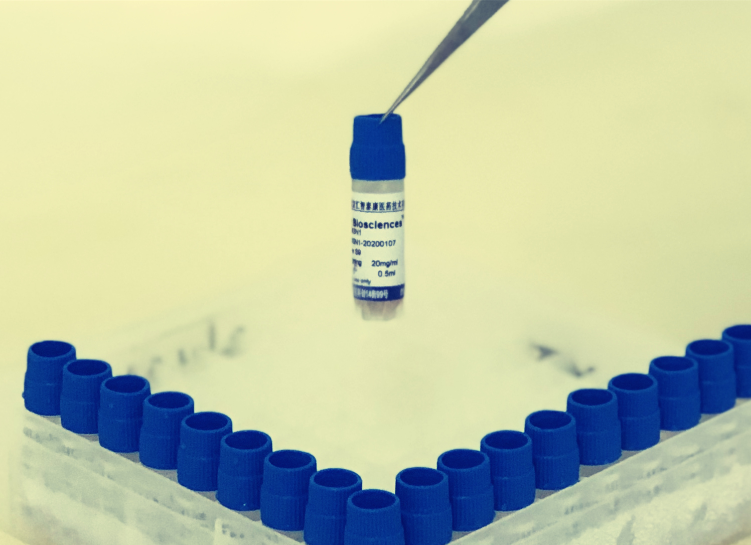 恒河猴肝原代细胞