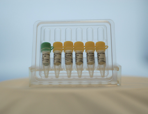 NADPH（Ⅰ相代谢）