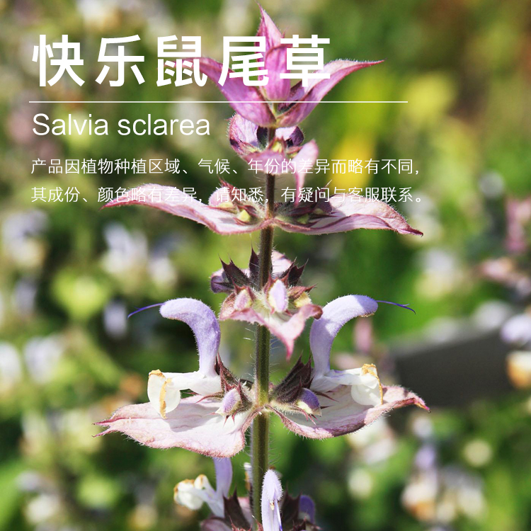 快乐鼠尾草精油