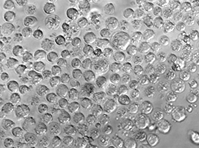 BALL-1 Cell|人B淋巴细胞急性白血病细胞