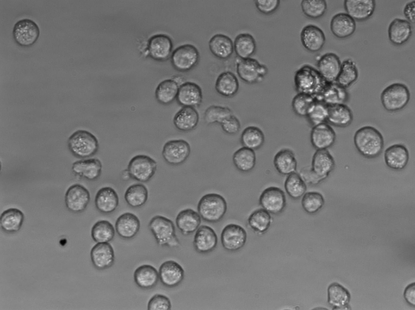 Reh Cell|人急性非B非T淋巴细胞性白血病细胞