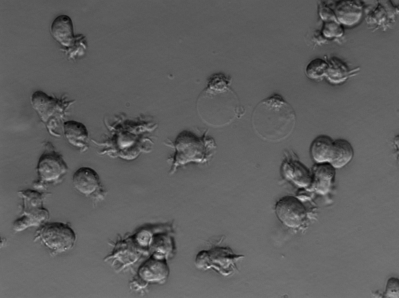 Ku812 Cell|人外周血嗜碱性白血病细胞