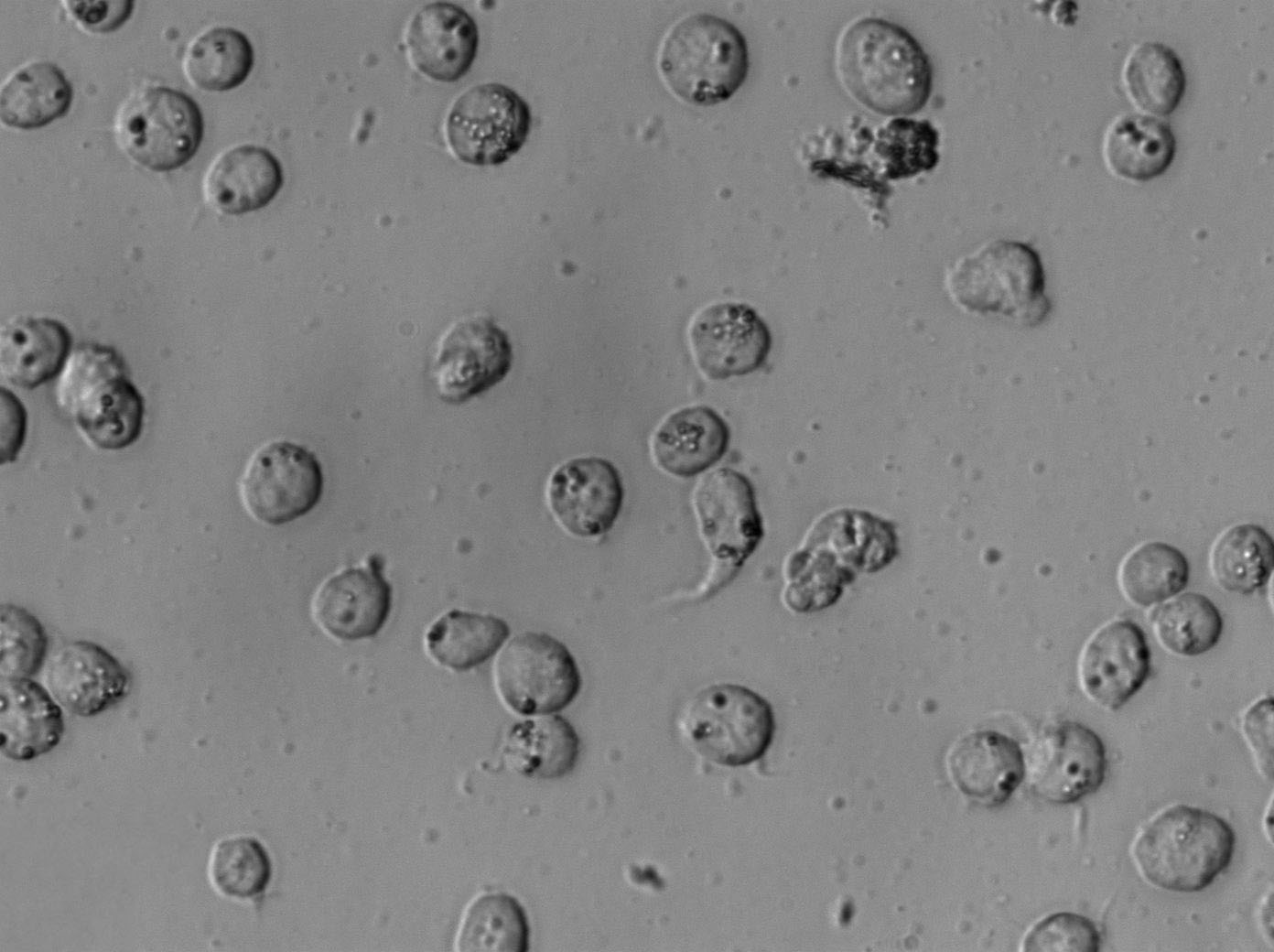 EB2 Cell|人B淋巴细胞瘤细胞