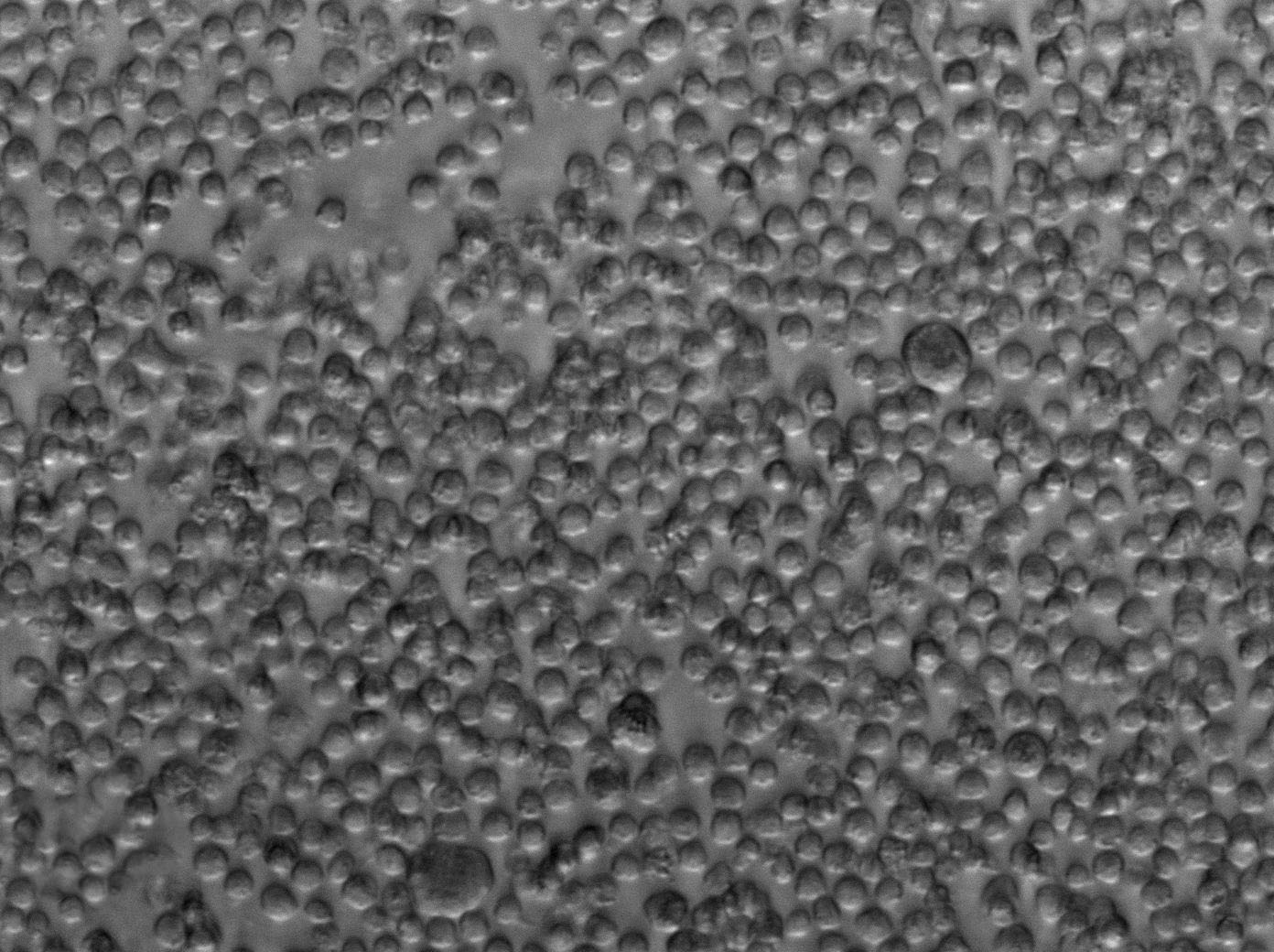 P3HR-1 Cell|人B淋巴细胞瘤细胞