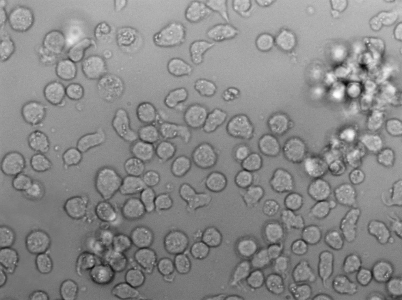 NCI-H929 Cell|人浆细胞白血病细胞