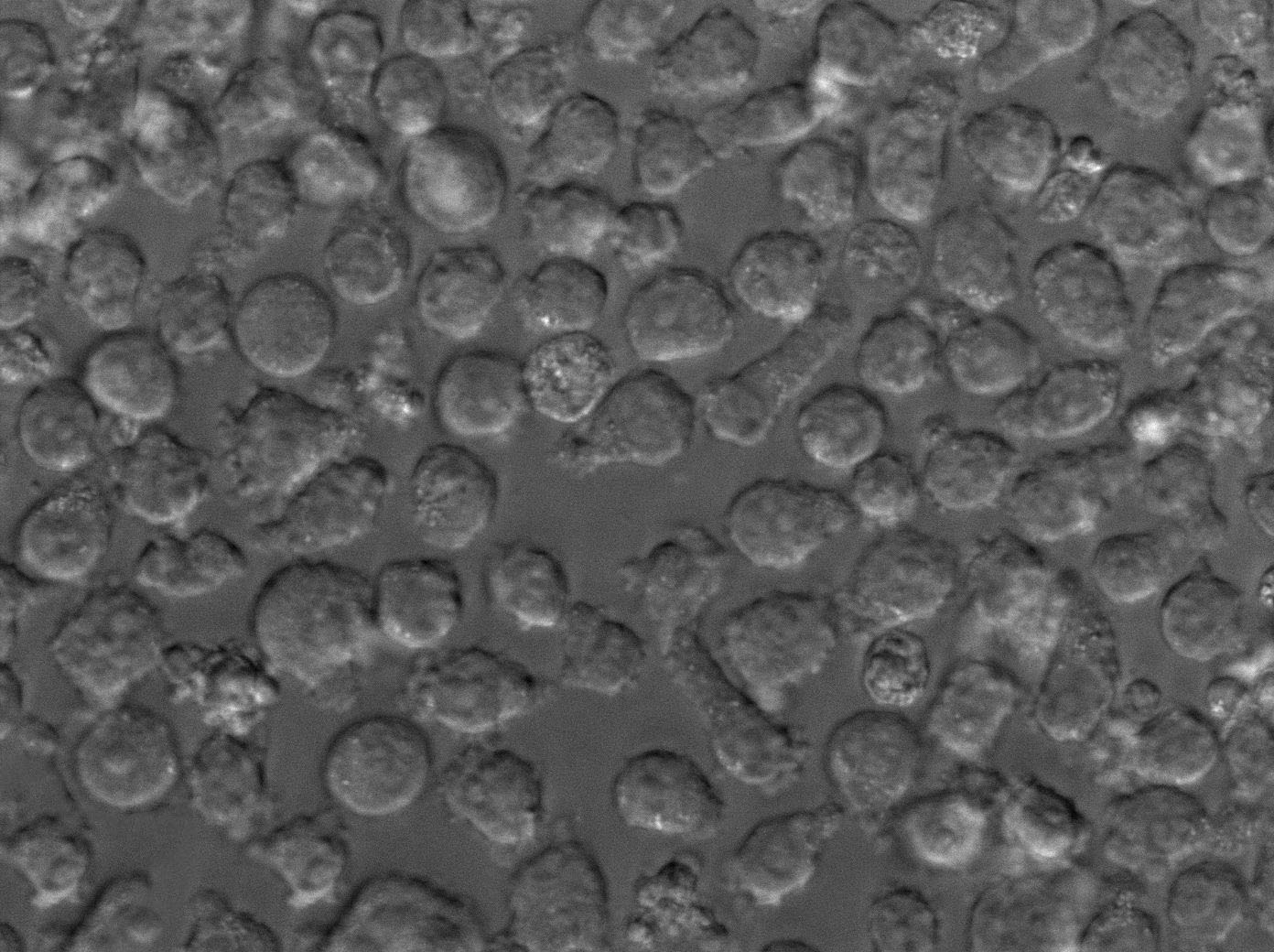 NCI-H929 Cell|人浆细胞白血病细胞