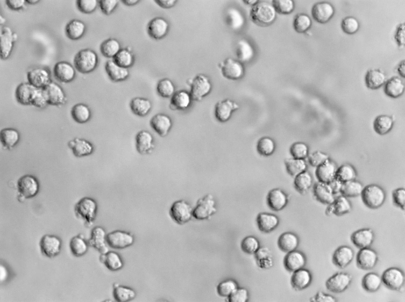 MAVER-1 Cell|人淋巴细胞瘤细胞