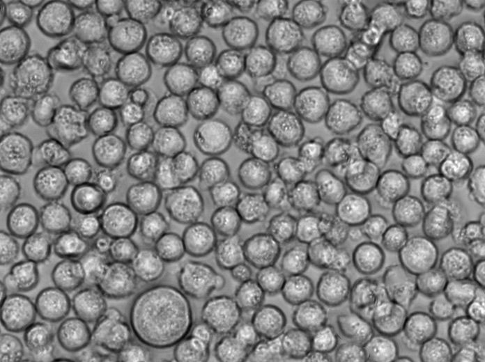 MUTZ-3 Cell|急性非淋巴白血病细胞