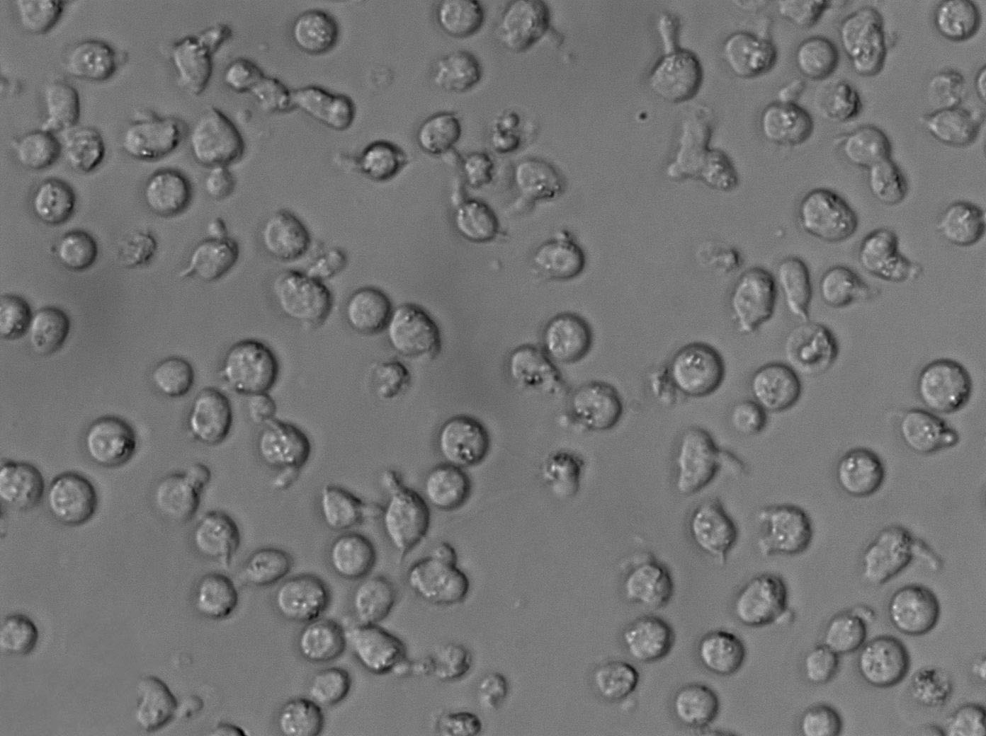 MyLa 2059 Cell|人皮肤T淋巴细胞瘤细胞