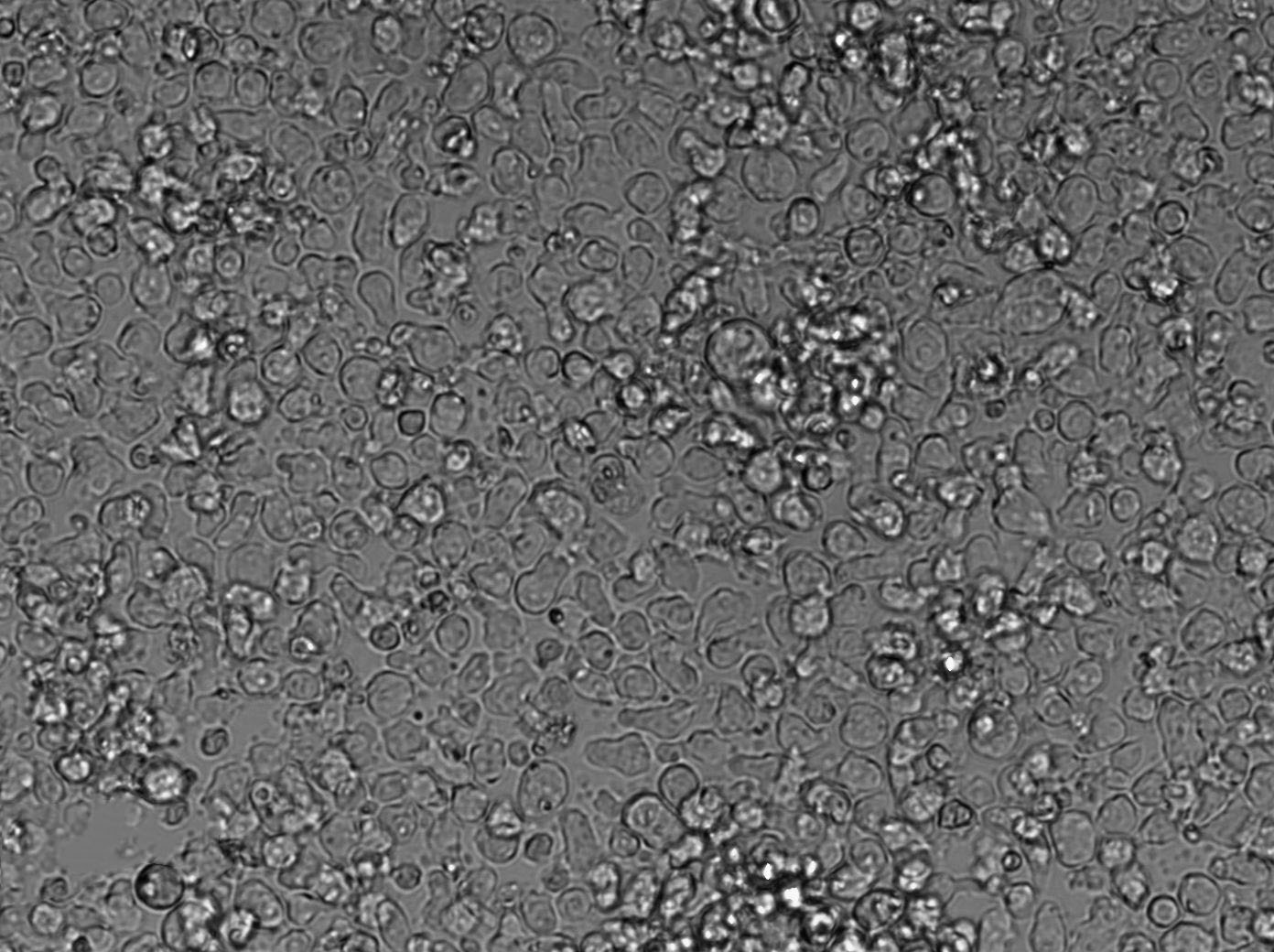 TE4 Cell|小鼠B淋巴细胞