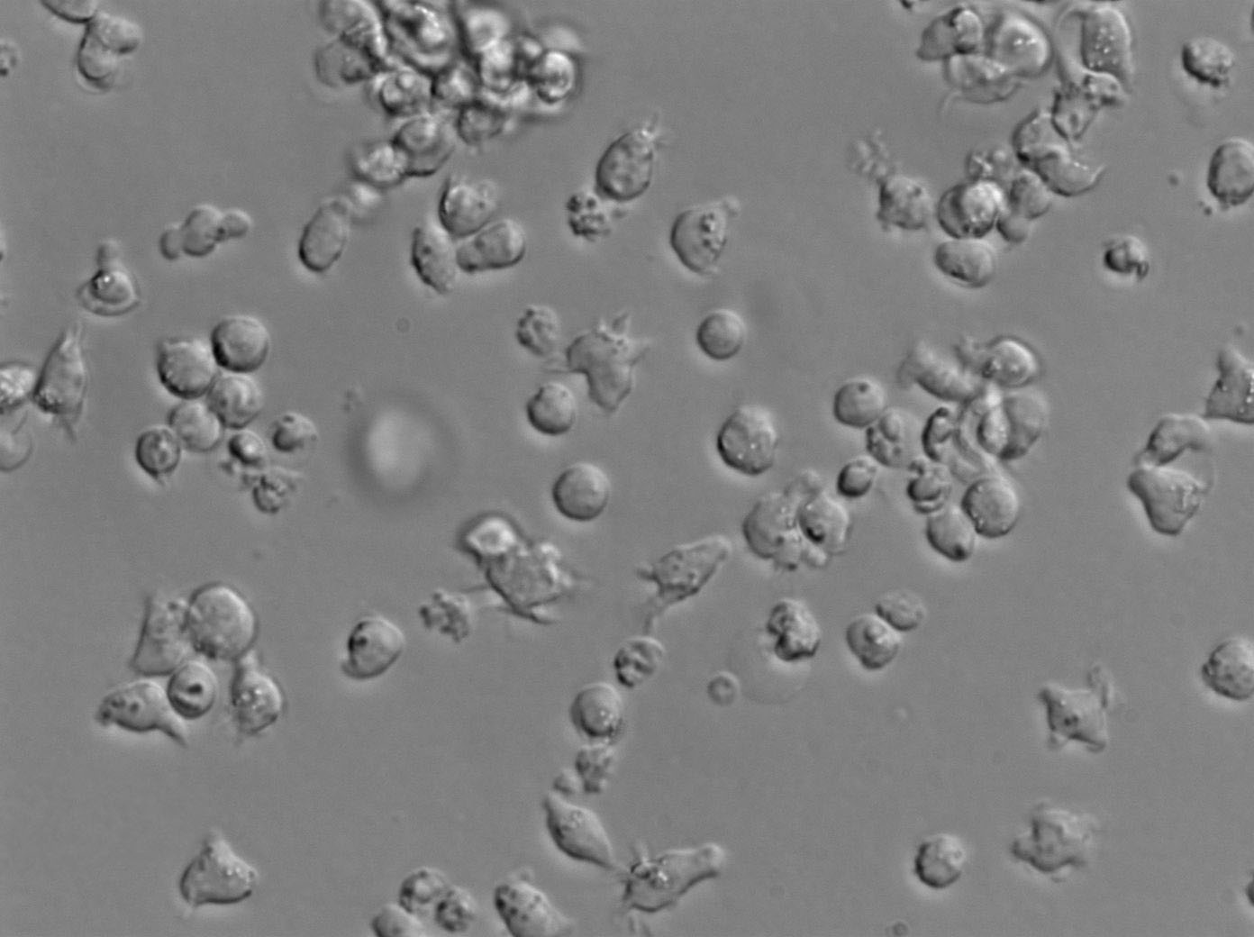 NCI-BL1339人B淋巴复苏细胞(附STR鉴定报告)