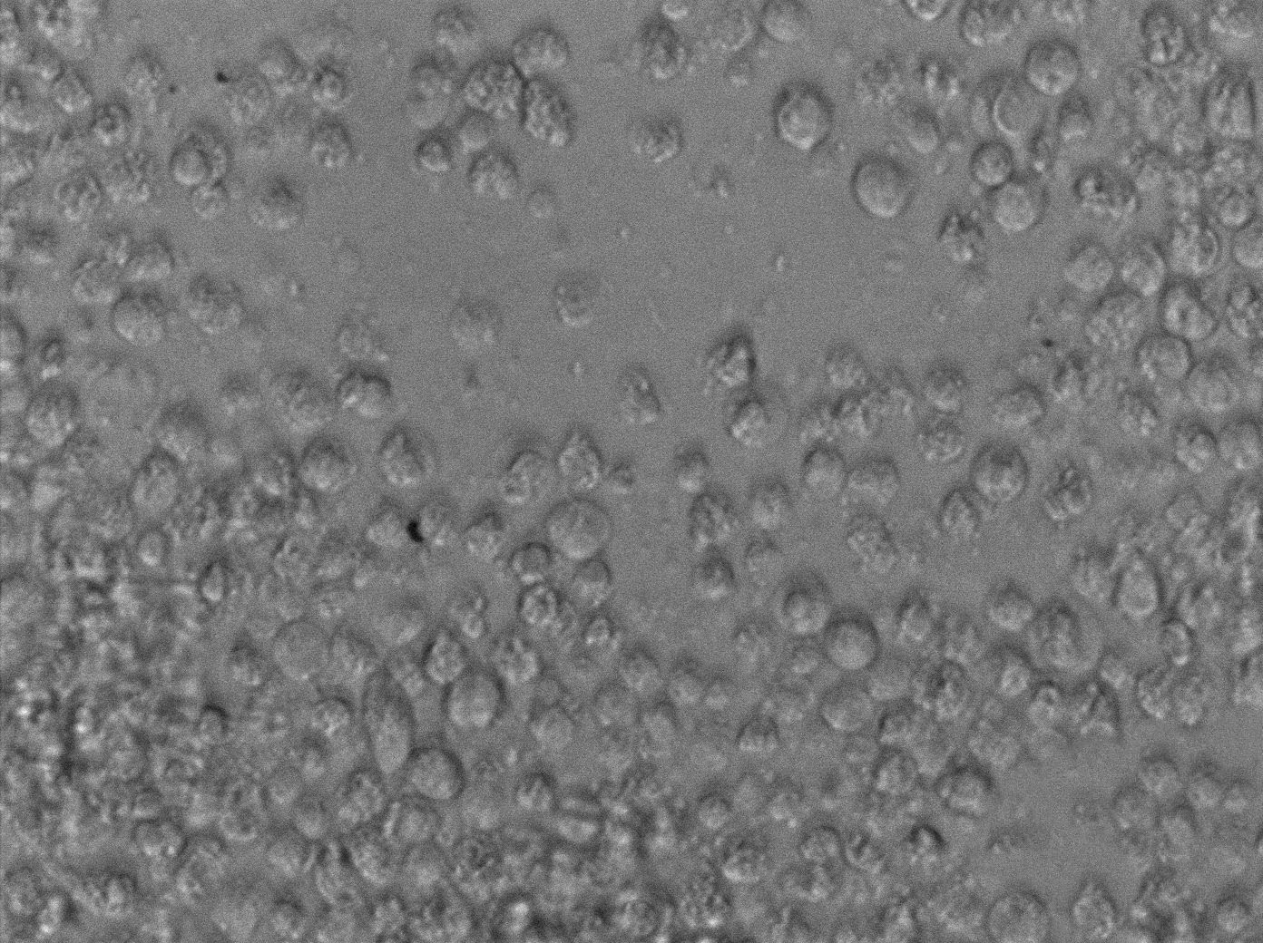 MUTZ-3急性非淋巴白血病复苏细胞(附STR鉴定报告)