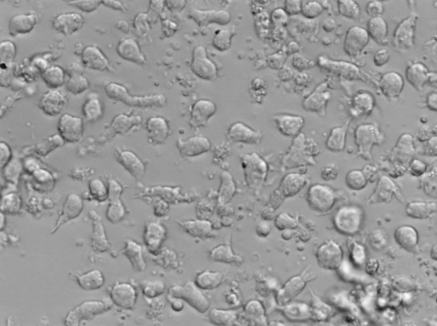 OCI-AML-3人急性髓细胞性白血病复苏细胞(附STR鉴定报告)