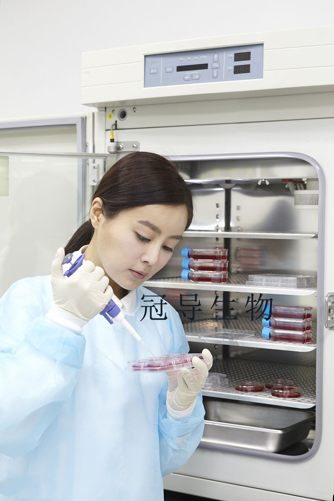 OCI-AML-2人急性髓系白血病复苏细胞(附STR鉴定报告)