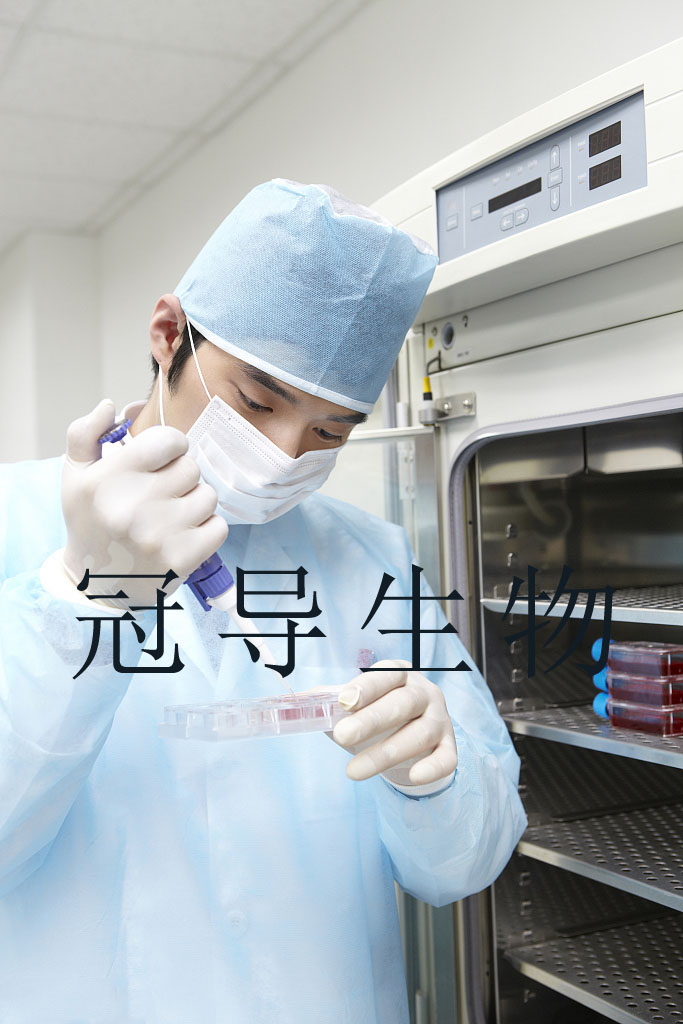 SU-DHL-8人弥漫大B淋巴瘤复苏细胞(附STR鉴定报告)