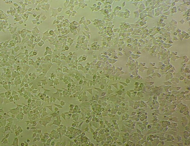 GES-1 Cell|人胃黏膜上皮细胞