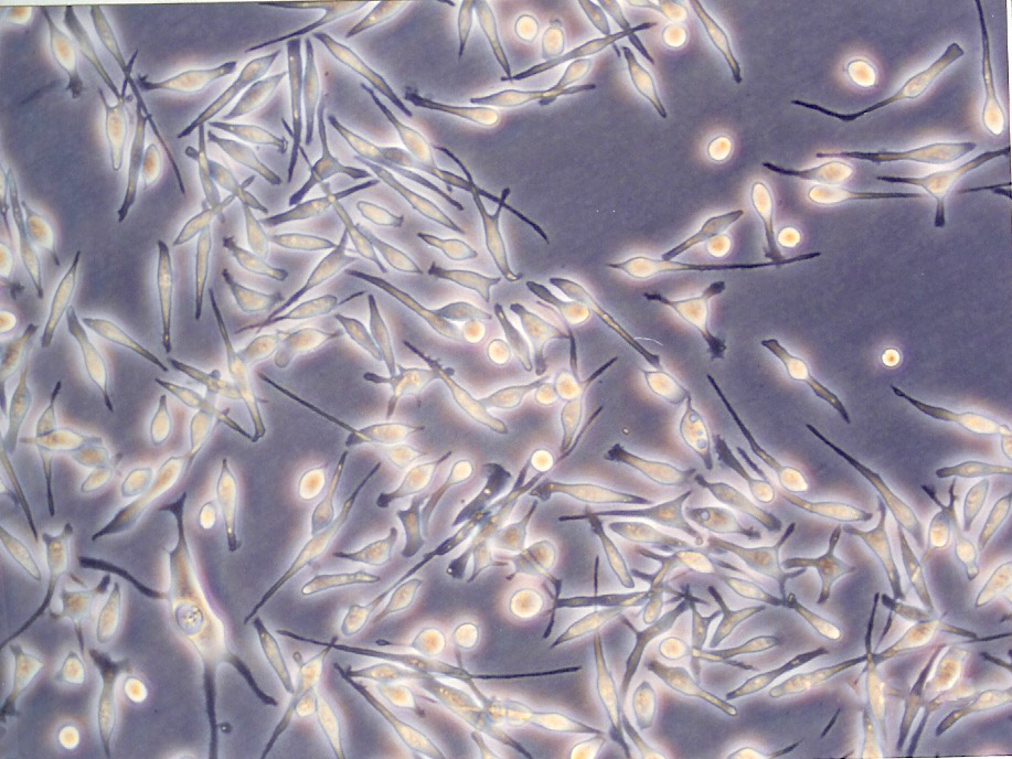 NCI-H2405 Cell|人非小细胞肺癌细胞