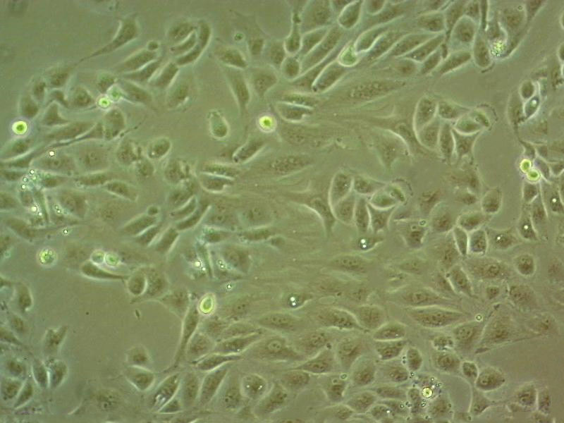 NCI-H2107 Cell|人小细胞肺癌细胞