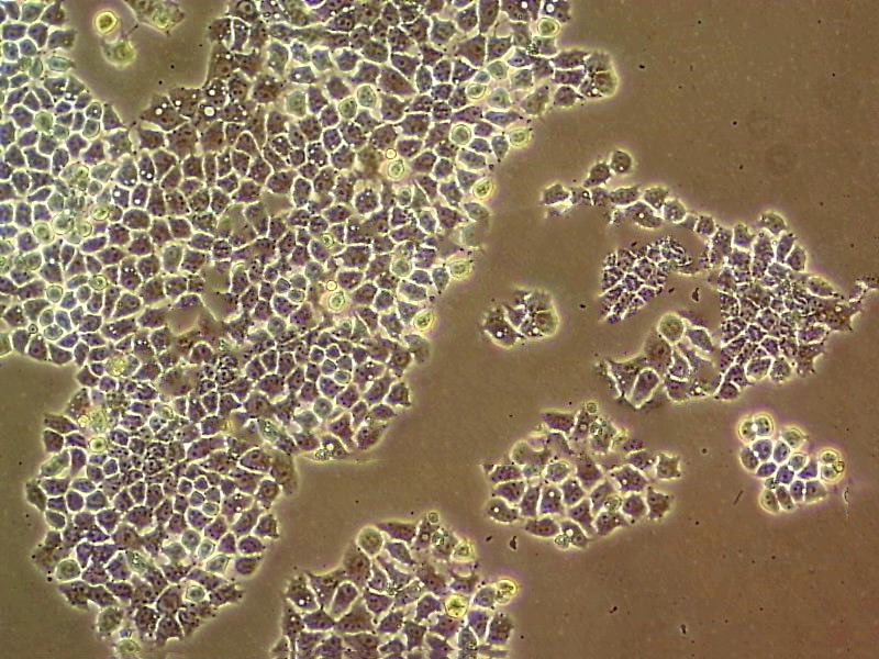 Hs 940.T Cell