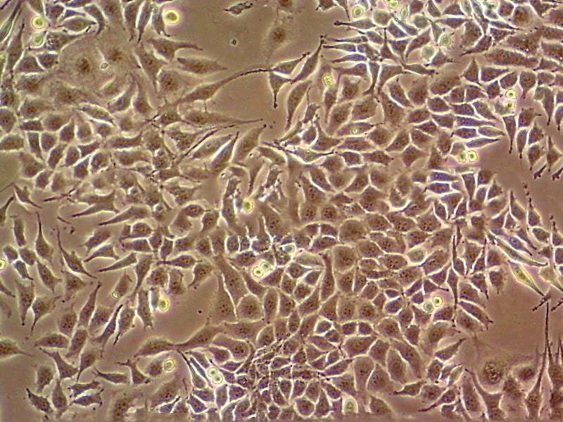 HT-144 Cell|人恶性黑色素瘤细胞
