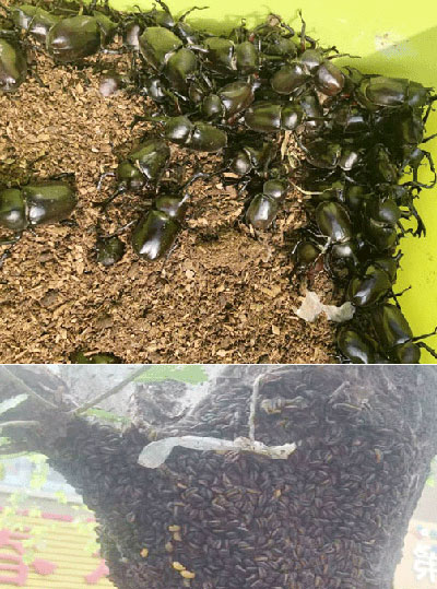 昆虫类养殖啤酒酵母粉、蜜蜂用啤酒酵母粉