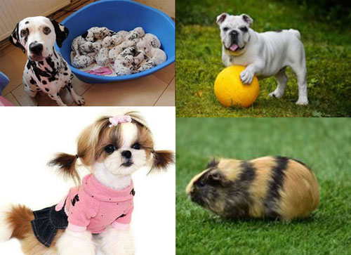 宠物狗猫等啤酒酵母粉