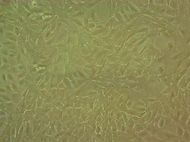 NCI-H2122 Cell|人肺癌细胞TE-8 Cell|人食管癌细胞