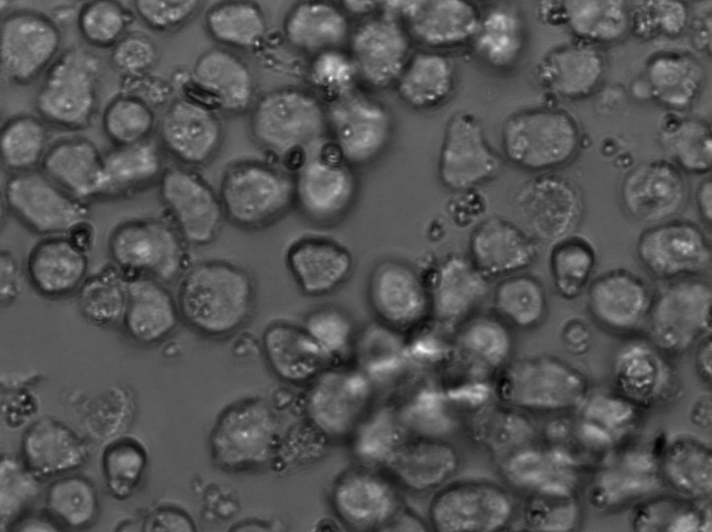 BALL-1 Cell Lines:人B淋巴细胞急性白血病细胞(STR认证)