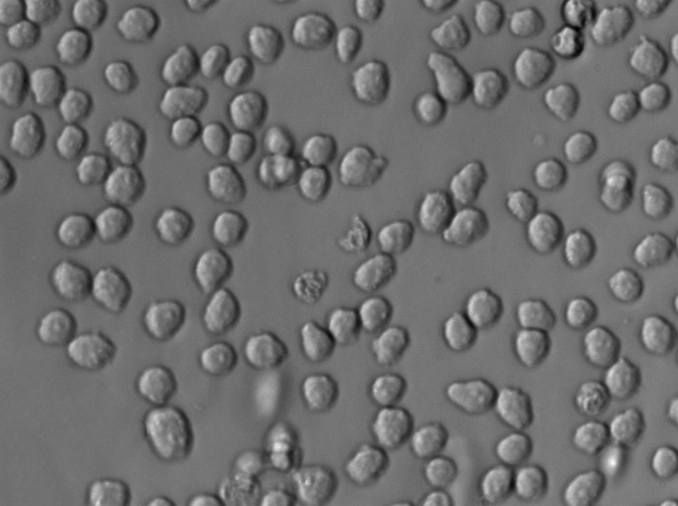 ANA-1 Cell Lines:小鼠巨噬细胞(STR认证)