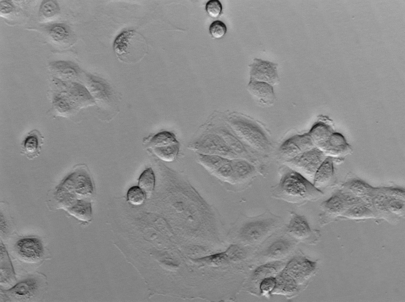 NCTC 1469 Cell|小鼠正常肝细胞
