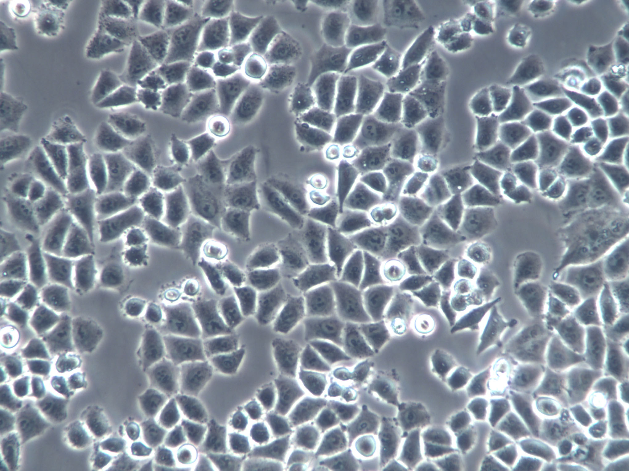 F81 Cell|猫肾细胞