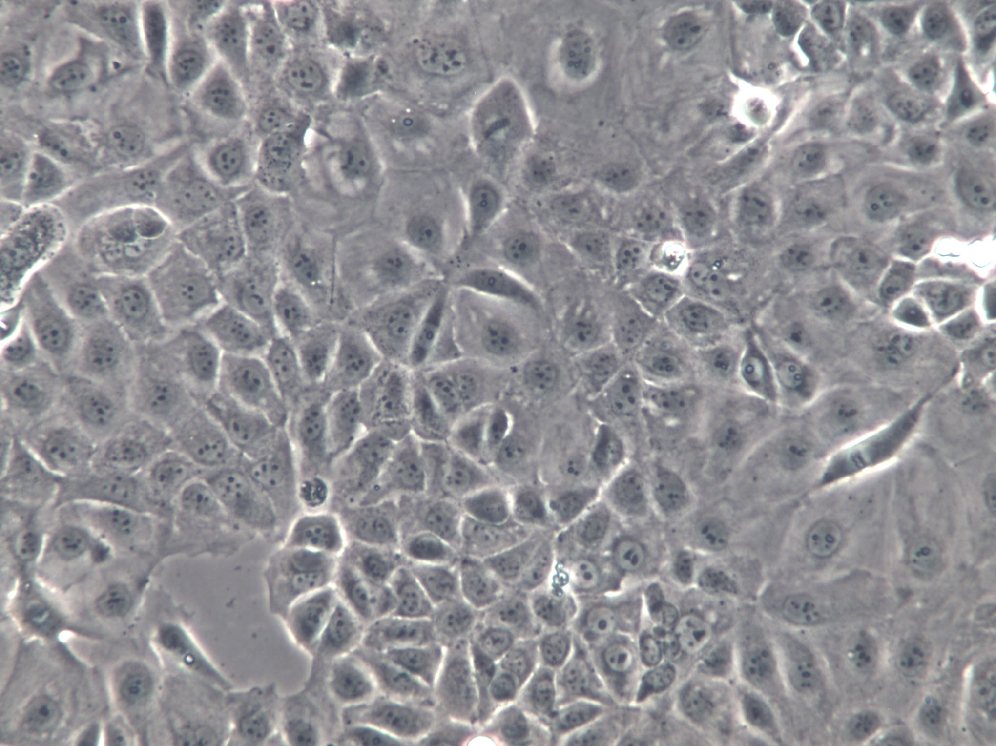RKO-AS45-1 Cell|人结肠癌转基因细胞