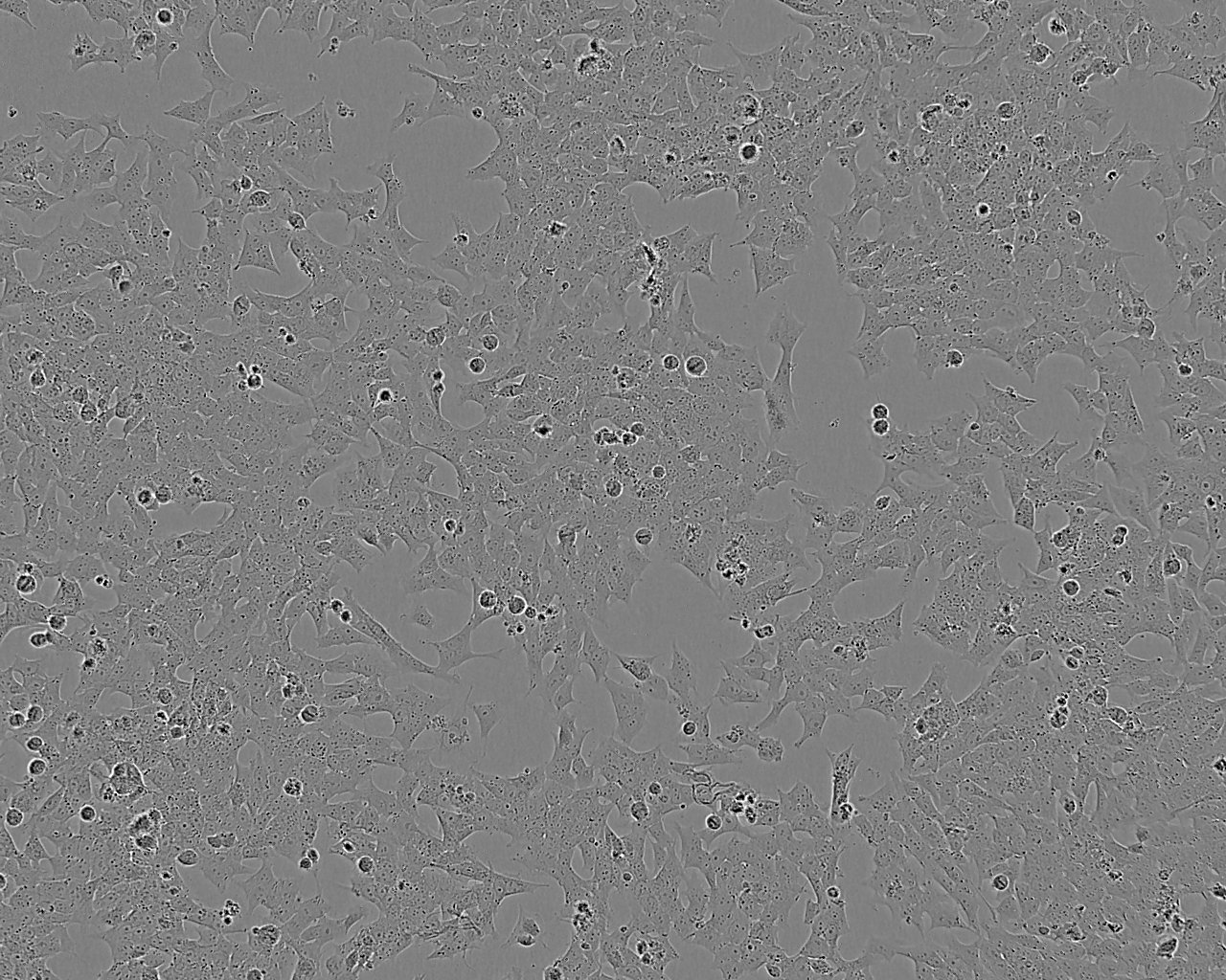 N9 Cell|小鼠小胶质细胞