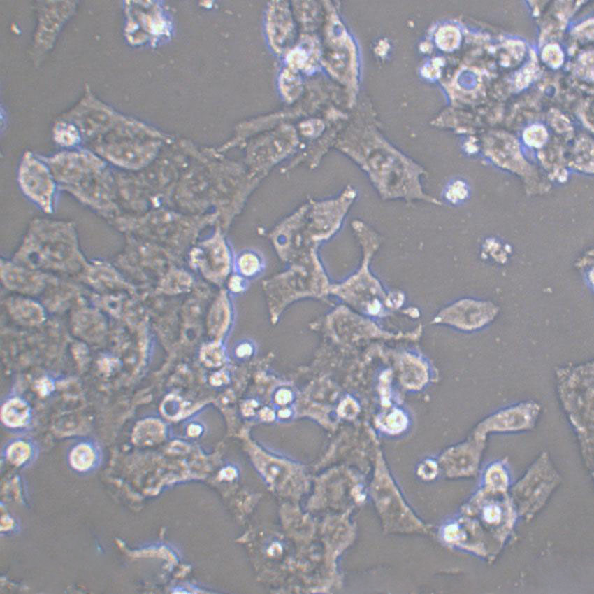 LA-N-5 Cell|人神经母细胞瘤细胞